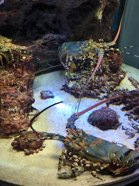 沖縄美ら海水族館に投稿された画像（2023/6/26）