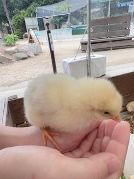 しろとり動物園に投稿された画像（2023/6/26）