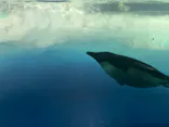 名古屋港水族館に投稿された画像（2023/6/26）