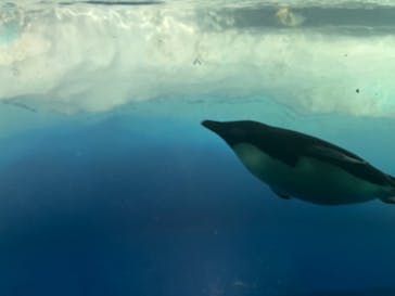 名古屋港水族館に投稿された画像（2023/6/26）