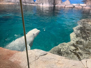 名古屋港水族館に投稿された画像（2023/6/26）