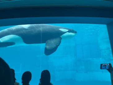 名古屋港水族館に投稿された画像（2023/6/26）