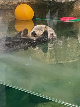 マリンワールド海の中道に投稿された画像（2023/6/26）