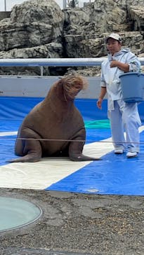 大分マリーンパレス水族館 「うみたまご」に投稿された画像（2023/6/26）