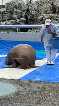 大分マリーンパレス水族館 「うみたまご」に投稿された画像（2023/6/26）
