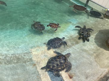 新江ノ島水族館に投稿された画像（2023/6/26）