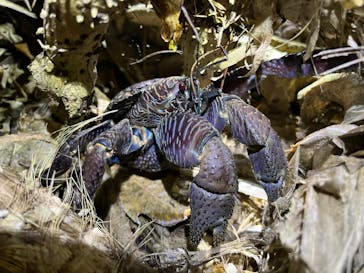 西表島 ADVENTURE PiPi（アドベンチャーピピ）に投稿された画像（2023/6/26）