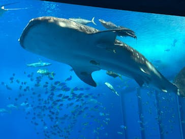 沖縄美ら海水族館に投稿された画像（2023/6/26）