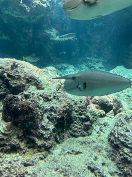 沖縄美ら海水族館に投稿された画像（2023/6/26）