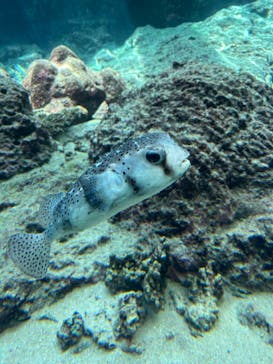 沖縄美ら海水族館に投稿された画像（2023/6/26）