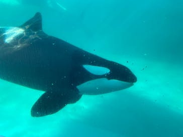 鴨川シーワールドに投稿された画像（2023/6/26）