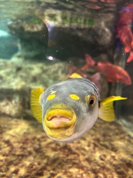 鴨川シーワールドに投稿された画像（2023/6/27）