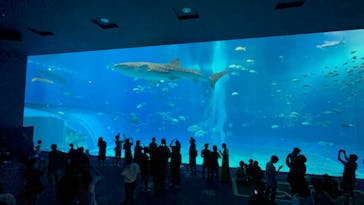 沖縄美ら海水族館に投稿された画像（2023/6/27）