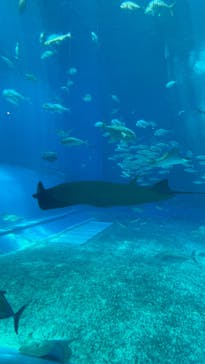 沖縄美ら海水族館に投稿された画像（2023/6/27）