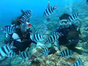 武藤潜水に投稿された画像（2023/6/27）