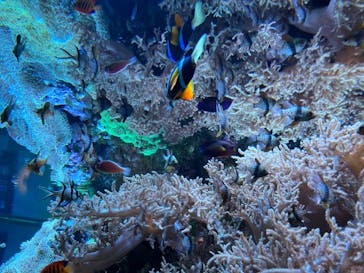 大分マリーンパレス水族館 「うみたまご」に投稿された画像（2023/6/27）