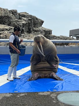 大分マリーンパレス水族館 「うみたまご」に投稿された画像（2023/6/27）
