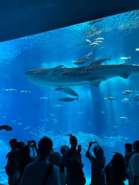 沖縄美ら海水族館に投稿された画像（2023/6/27）