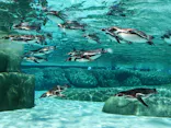 天王寺動物園に投稿された画像（2023/6/17）