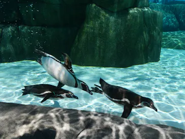 天王寺動物園に投稿された画像（2023/6/17）