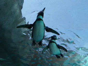 天王寺動物園に投稿された画像（2023/6/17）