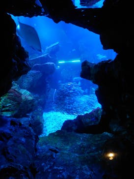 京都水族館に投稿された画像（2023/6/27）