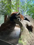 よこはま動物園ズーラシアに投稿された画像（2023/6/27）