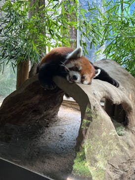 よこはま動物園ズーラシアに投稿された画像（2023/6/27）