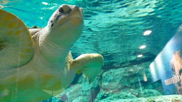 名古屋港水族館に投稿された画像（2023/6/27）