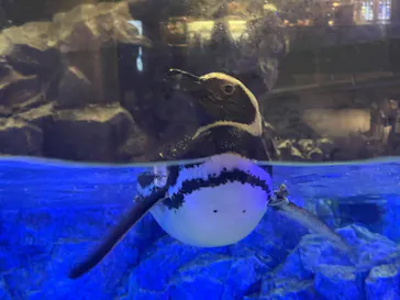 すみだ水族館に投稿された画像（2023/6/27）