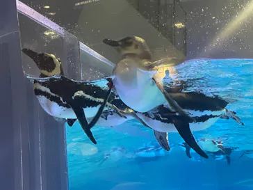 すみだ水族館に投稿された画像（2023/6/27）