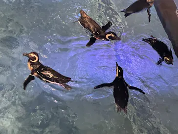 すみだ水族館に投稿された画像（2023/6/27）