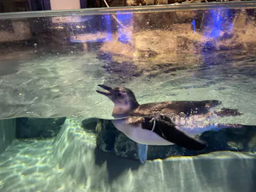 すみだ水族館に投稿された画像（2023/6/27）