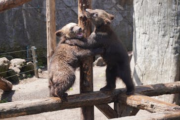 のぼりべつクマ牧場に投稿された画像（2023/6/27）