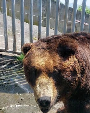 のぼりべつクマ牧場に投稿された画像（2023/6/27）