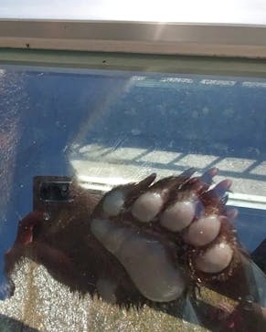 のぼりべつクマ牧場に投稿された画像（2023/6/27）