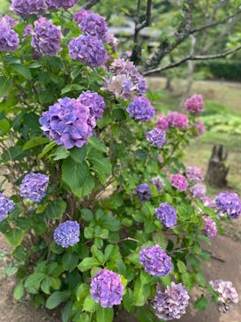 三溪園に投稿された画像（2023/6/27）