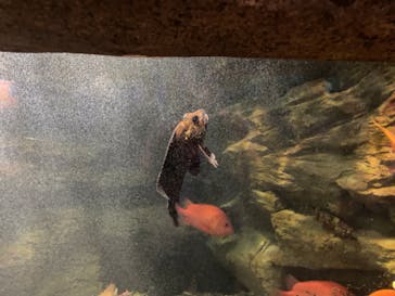 鴨川シーワールドに投稿された画像（2023/6/27）