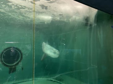 鴨川シーワールドに投稿された画像（2023/6/27）