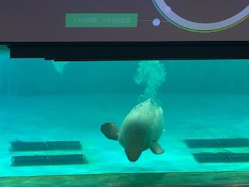 鴨川シーワールドに投稿された画像（2023/6/27）