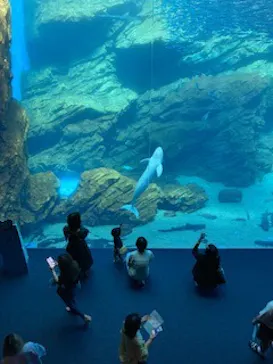 仙台うみの杜水族館に投稿された画像（2023/6/27）