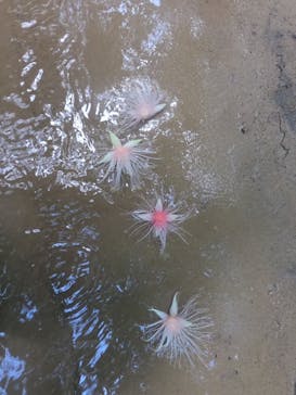 西表島 ADVENTURE PiPi（アドベンチャーピピ）に投稿された画像（2023/6/27）