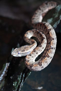 西表島 ADVENTURE PiPi（アドベンチャーピピ）に投稿された画像（2023/6/27）