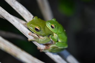 西表島 ADVENTURE PiPi（アドベンチャーピピ）に投稿された画像（2023/6/27）