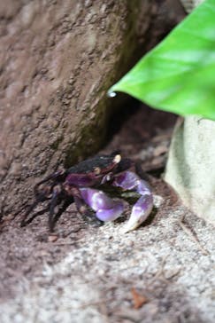 西表島 ADVENTURE PiPi（アドベンチャーピピ）に投稿された画像（2023/6/27）