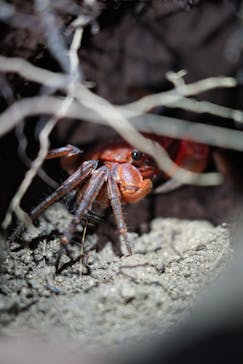 西表島 ADVENTURE PiPi（アドベンチャーピピ）に投稿された画像（2023/6/27）