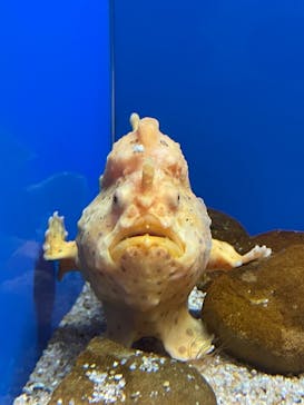 九十九島水族館海きららに投稿された画像（2023/6/27）