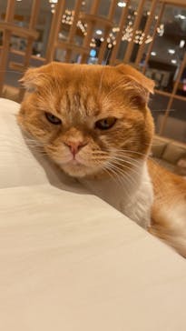 猫カフェモカ　イオンモール幕張新都心店に投稿された画像（2023/6/27）