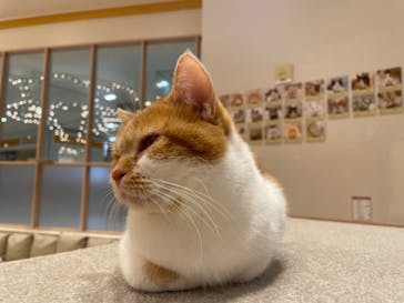 猫カフェモカ　イオンモール幕張新都心店に投稿された画像（2023/6/27）