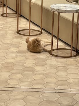 猫カフェモカ　イオンモール幕張新都心店に投稿された画像（2023/6/27）